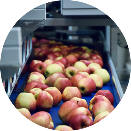 A conveyor belt full of fresh apples, showcasing an industrial food sorting or processing line in action.